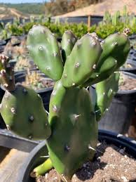 Prickly pears are a subgroup of opuntia, and come in several varieties, according to abbye churchill, garden expert the variegated and dwarf varieties on the other hand, only keep their characteristics when grown from cuttings. Opuntia Varieties Aka Nopales Ornamental Cuttings Wedding Succulent Favors For Sale Bulk Succulents