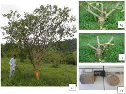 We did not find results for: Forests Free Full Text Assessment Of Guava Psidium Guajava L Wood Biomass For Briquettes Production Html