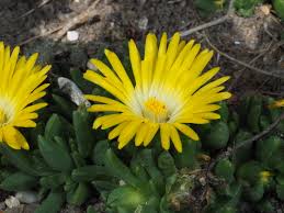 Image result for Delosperma tradescantioides