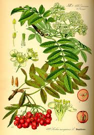 Sorbus Aucuparia Wikipedia