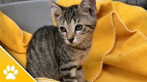 Sie überlegen noch ob eine katze bei ihnen einziehen darf? Diese Tiere Aus Monchengladbach Suchen 2018 Ein Zuhause