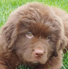 We are officially in texas! Tenderheart Newfoundlands Home Facebook