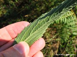 Image result for Pycnostachys reticulata