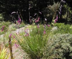 Image result for Dierama formosum