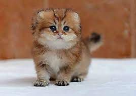 Plus de détails sur ce chat perdu : 300 Idees De Chats Munchkin Napoleon Chat Munchkin Chat Animaux