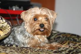 What Colors Are Yorkie Terriers Coats Pets