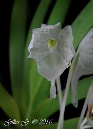 Image result for Podangis dactyloceras