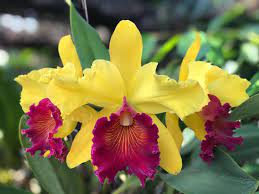 Cattleya Orchid Cattleya Orchid Orchids Cattleya