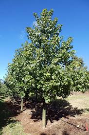 Image result for Brachychiton