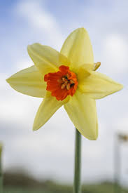 Narcissus Aflame Spring Perennials Narcissus Flower Spring Bulbs
