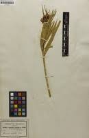 Image result for Kanahia laniflora