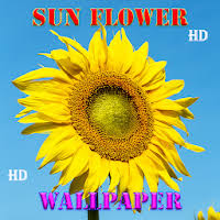 Wallpaper bunga matahari alam 4000x6000 kenzabo. Updated Bunga Matahari Alami Wallpaper Pc Android App Download 2021