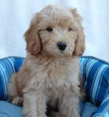 Mom weights 50lbs and dad 35lbs, puppies are expected to grow 35 to 45 lbs, mom and dad have been tested for over 157 genetics diseases, all came out clear, mom is f1 labradoodle and dad akc poodle, puppies will come vet checked, age appropriate vaccinated, dewormed at 2,4,6,8 weeks, microchip, bag of food. Labradoodle Puppy For Guardian Home For Sale In Medford Oregon Classified Americanlisted Com