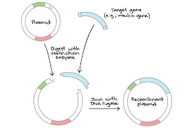 Overview Dna Cloning Article Khan Academy