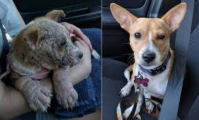 Dia mundial del perro adoptado mexico. 10 Historias Extremas De Perros Adoptados Que Solo Querian Amor