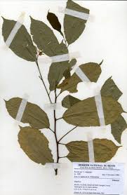 Image result for Glyphaea