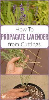 How To Propagate Lavender Plants From Cuttings Get Busy Gardening Lavender Plant How To Propagate Lavender Plants