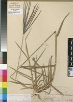 Image result for Digitaria milanjiana