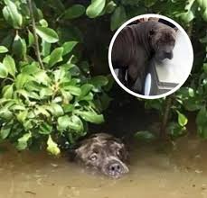 On August 15, 2016, Baton Rouge was drowning. Within two ...