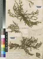 Image result for Euphorbia inaequilatera