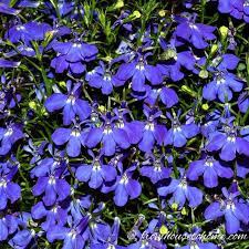 Maybe you would like to learn more about one of these? Shade Container Plants 10 Of The Best Blue Annuals For Planters In The Shade Gardening From House To Home