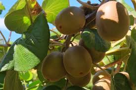 Image result for Actinidia