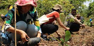 Planting a tree isn't as simple as digging a hole and throwing the tree into it. Learning From The Past Japan S Reforestation Efforts Provide Lessons For Other Countries Ensia