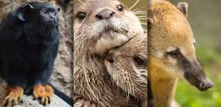 See more ideas about animals, cute animals, animals beautiful. The Most Impressive Mammals At Mundomar Mundomar Benidorm