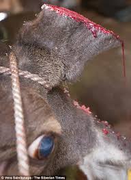 How to cut deer antlers off the head step 1. Siberian Torture Chamber Where Antlers Of Maral Stags Are Sawn Off To Make Viagra Blood Baths Daily Mail Online