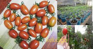 Tips tanam dan semai tomat. Rupanya Tak Susah Tanam Tomato Kecil Ni Kena Tahu Teknik Yang Betul Ikuti Cara Ni Keluarga