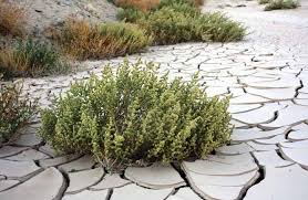 Image result for Lophiocarpus latifolius