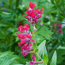 Image result for Cuphea