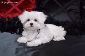 Cute Little Poo Poo Doggie Face Of Innocence I Like That Maltese Dogs Teacup Puppies Maltese Cute Little Puppies