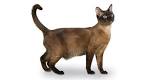 Burmese cat price & cost range. Burmese kittens for sale ...