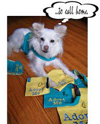 Pin On Lulu S How You Can Help