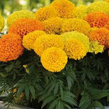 Ces Roses D Inde Sont Faciles A Cultiver Et Permettent De Realiser De Jolies Bordures Massifs Ou Jardinieres Les Fleurs En Boule V Rose Fleur Jardin Cultiver