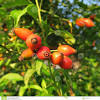 | die beste erntezeit die hagebutte. Https Encrypted Tbn0 Gstatic Com Images Q Tbn And9gctse1utvi1e7zj89 Nvl1sckfrw4 J Alwfcoxalcrbyqecli2i Usqp Cau