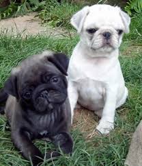 Black And Tan Pug Puppies A Lot Of People Say That Whitepugs Are An Abomination They Look And Act Like Real Pugs To Us What Do You Think Www Joi With Images Pug Puppies Cute Pugs
