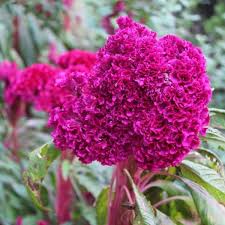 Hot Pink Cockscomb Celosia Seeds Blooming Plants Flower Seeds Bonsai Flower