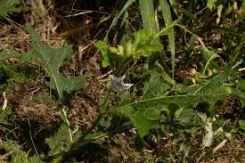 Image result for Solanum macrocarpon
