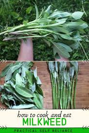 Eat Milkweed Help Save The Monarchs In 2020 Milkweed Milkweed Seeds Edible Plants