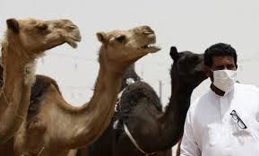 Doctors say that those who find the camel will be far from developing. 90 Of Gulf Camels Mers Infected Arab News