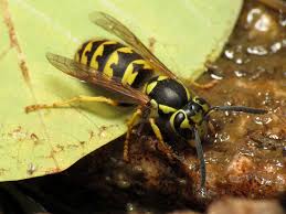 Below, you can find various approaches to getting rid of yellow jackets you can choose from. How To Get Rid Of Western Yellow Jacket Wasps Facts More