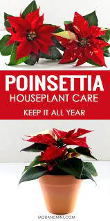 How To Care For Your Indoor Poinsettia Christmas Plant Month To Month Care Schedule Poinsettia Plant Christmas Plants Poinsettia Care