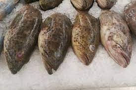 Karena ikan ini memang cepat pertumbuhannya, maka tak heran kebanyakan para pemancing mendapatkan ikan kerapu dengan ukuran besar. Terpukul Pandemi Harga Ikan Kerapu Di Kepri Anjlok Rp 50 000 Per Kg
