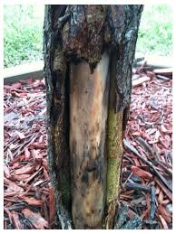 Check spelling or type a new query. Weeping Willow Bark Coming Off Pictures Inside