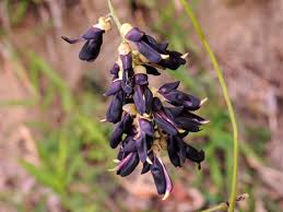 Image result for Mucuna pruriens