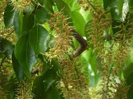 Image result for Crudia