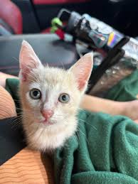 Our foster to adoptee needs a name! : r/Catnames