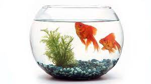 Ikan cupang ini banyak ditemui di daerah periaran asia. Tips Memilih Akuarium Dan Pompa Aquarium Gaya Tempo Co